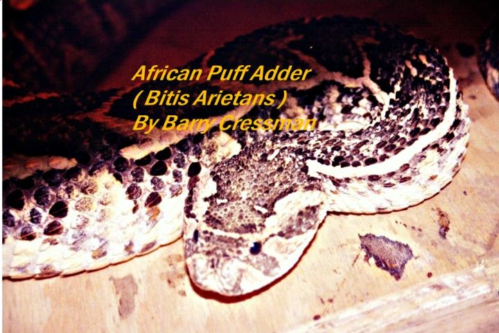 African Puff Adder.jpg [135 Kb]
